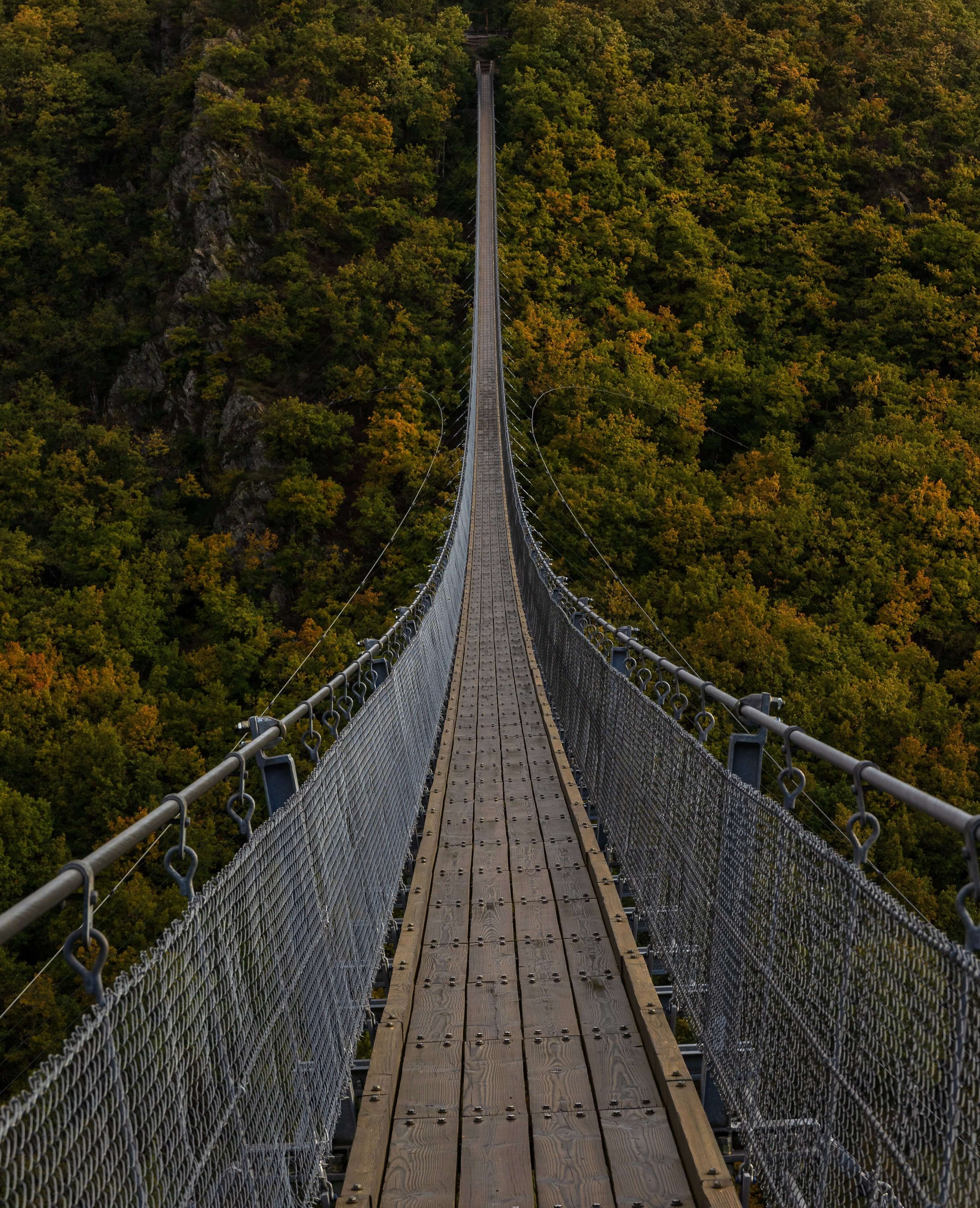 A bridge that passes over a forest